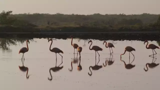 Los flamencos rosas animales pueden llegan a vivir hasta 27 años