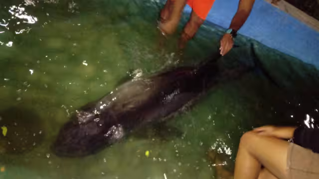 Especialistas atendieron al ejemplar que midió 2.5 metros y fue bautizada como Escuishe