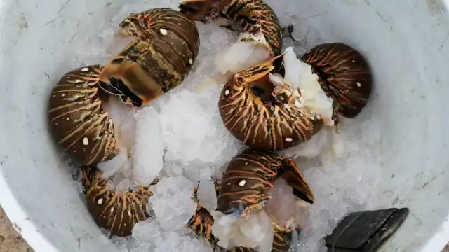 El precio de langostas circula los 550 pesos el kilo