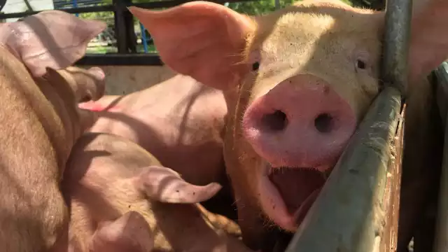 El acuerdo será discutido en breve en el Legislativo; buscan que los negocios carguen con los daños