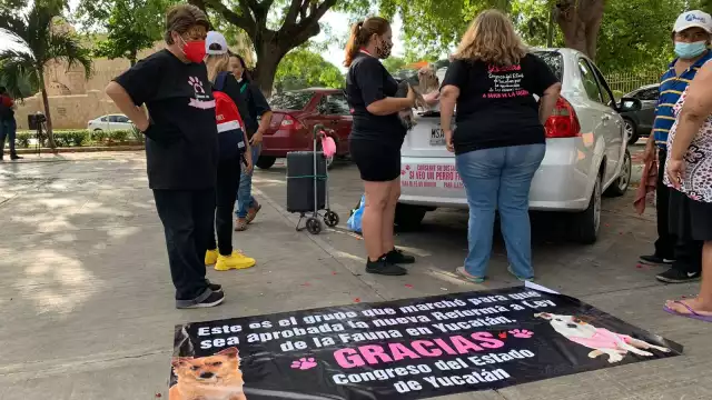 Inicia marcha por un México Libre de violencia contra los animales en Mérida