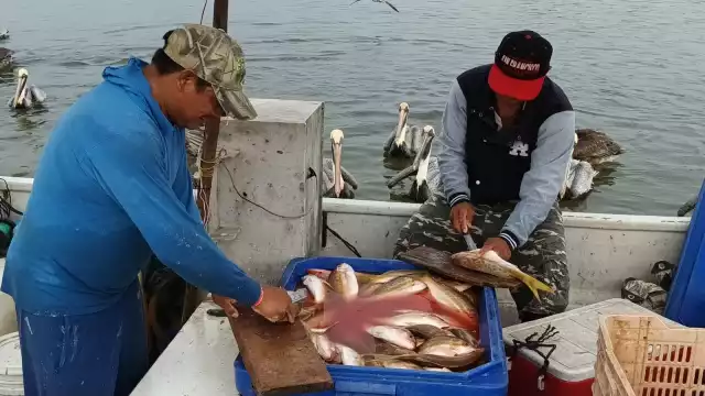 La mayoría de los pescadores espera que se establezca el precio del mero