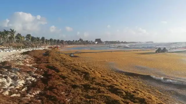 Playa El Recodo es una de las más afectadas por el recale masivo de sargazo en la Riviera Maya; lo mismo ocurrió en 2021