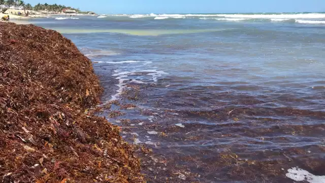 El color verde turquesa de las playas de Tulum se ven opacadas por el café de las algas