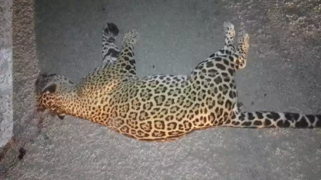 La jaguar junto a su cachorro perdieron la vida tras ser atropelladas en Playa del Carmen