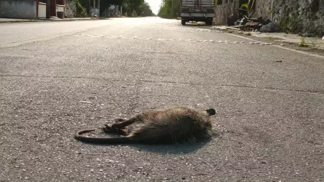 Habitantes piden a conductores transitar con precaución para no atropellar a la fauna de Sinanché