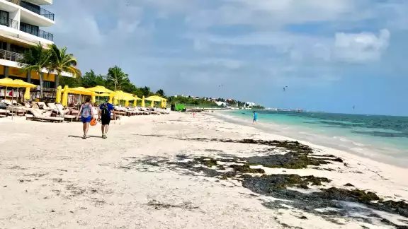 El arrecife perdió más del 60 por ciento de la superficie, y urge tomar acciones
