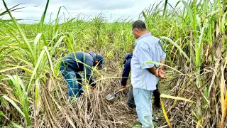   Cae precio de tonelada de caña   en Chetumal