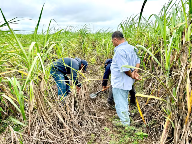 Las pérdidas que está dejando la actual temporada por la venta de la vara dulce, son significativas, dijo líder de la región