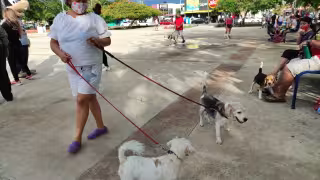 Tras la modificación de esta ley, ahora se persigue "de oficio" cualquier acto que vulnere el bienestar animal