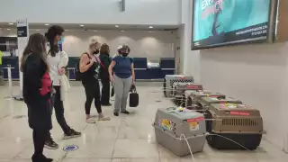 Previo a sus envío, los animalitos estuvieron en atención médica