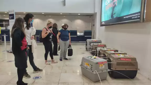 Previo a sus envío, los animalitos estuvieron en atención médica