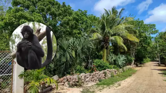 Vecinos han visto a un mono araña deambulando en los árboles de la comisaría de Xoy Vecinos han visto a un mono araña deambulando en los árboles de la comisaría de Xoy