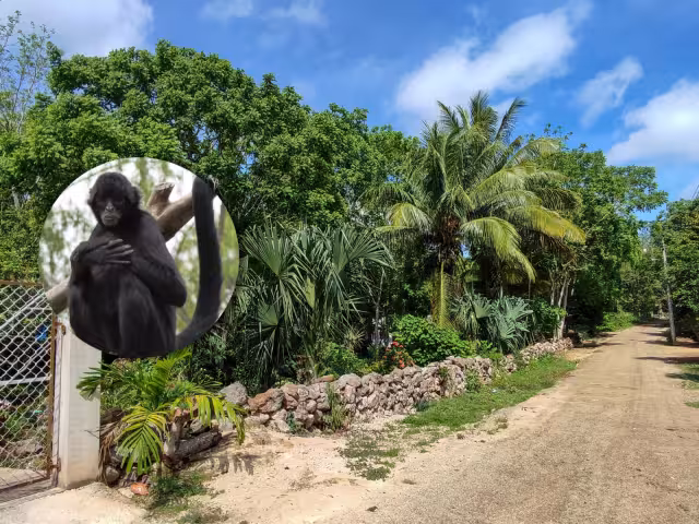 Vecinos han visto a un mono araña deambulando en los árboles de la comisaría de Xoy