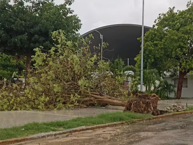 En la avenida Álvaro Obregón, se reportó el desplome de un árbol caído y otros ejemplares en diferentes zonas de la ciudad