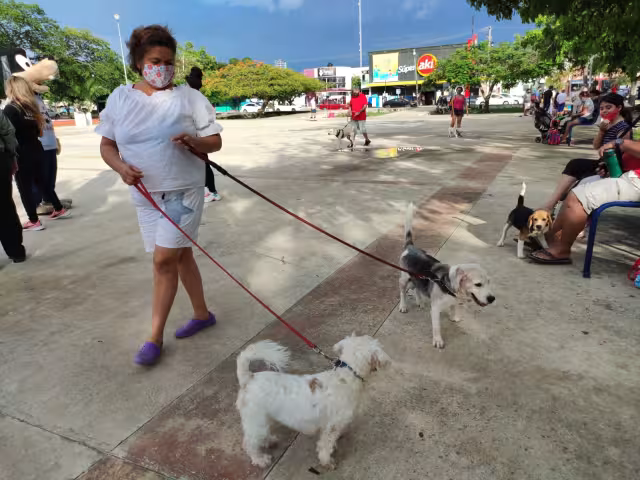 Tras la modificación de esta ley, ahora se persigue "de oficio" cualquier acto que vulnere el bienestar animal