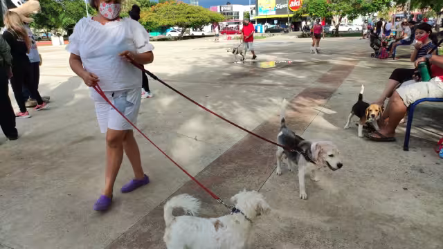 Tras la modificación de esta ley, ahora se persigue "de oficio" cualquier acto que vulnere el bienestar animal