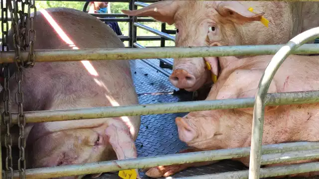 Causan megagranjas hambruna

Cría masiva de cerdos rompe cadena de producción de alimentos, advierten en Biosphera

Expertos coincidieron, durante el foro Biosphera, en que fábricas de cerdos dañan ecosistemas.
Las plantas porcícolas locales deben ser investigadas, dice la WWF