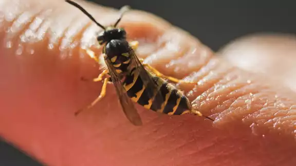 Ser picado por una abeja no es tan malo