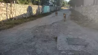 La Alcaldesa busca la reelección durante la próxima jornada