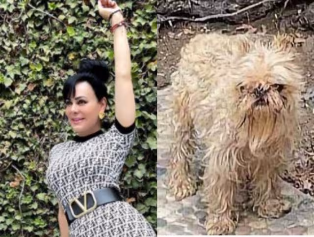 El perrito de Maribel guardia fue criticado por su aspecto en redes sociales