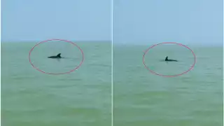 El delfín fue captado por turistas que viajaban en dos lanchas, por lo que aprovechó para realizar algunos saltos