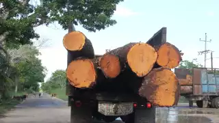 La tala ilegal ha acabado con un millón de 254 hectáreas de selva en Campeche y Quintana Roo