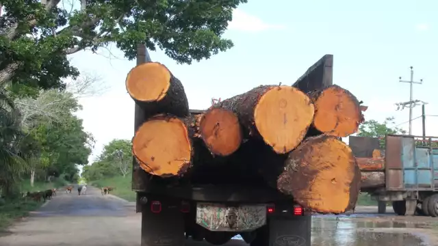 La tala ilegal ha acabado con un millón de 254 hectáreas de selva en Campeche y Quintana Roo