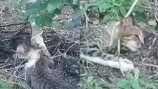 Se desconoce la identidad de los jóvenes que acabaron la vida del animal