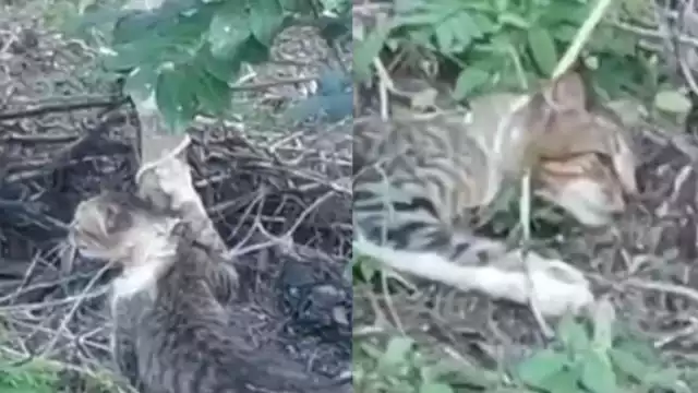 Se desconoce la identidad de los jóvenes que acabaron la vida del animal