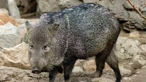 El Pecarí Collar Blanco se distingue por la mancha blanca 
de su boca, que asemeja a una barba canosa