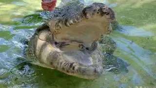 Esta es la granja de Tizimín en donde puedes interactuar con cocodrilos