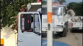 La imagen evidenció cómo los hombres tiraban de la percha y colgaban a los animales del cuello para subirlos a la góndola del volquete