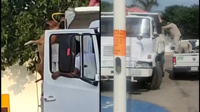 La imagen evidenció cómo los hombres tiraban de la percha y colgaban a los animales del cuello para subirlos a la góndola del volquete