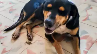 “Covid”, lleva aproximadamente un año viviendo en las instalaciones del edificio público