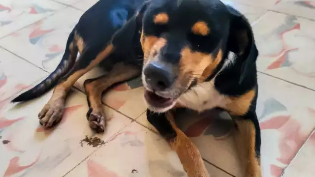 “Covid”, lleva aproximadamente un año viviendo en las instalaciones del edificio público