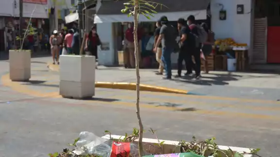 La imagen urbana ha decaído porque hay puros palos o plantas muertas que no riegan las autoridades La imagen urbana ha decaído porque hay puros palos o plantas muertas que no riegan las autoridades