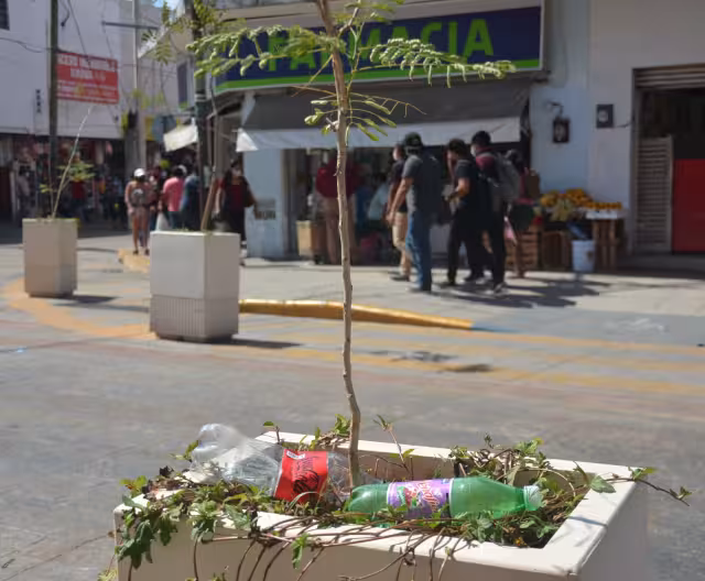 La imagen urbana ha decaído porque hay puros palos o plantas muertas que no riegan las autoridades
