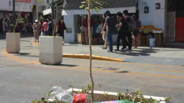 La imagen urbana ha decaído porque hay puros palos o plantas muertas que no riegan las autoridades