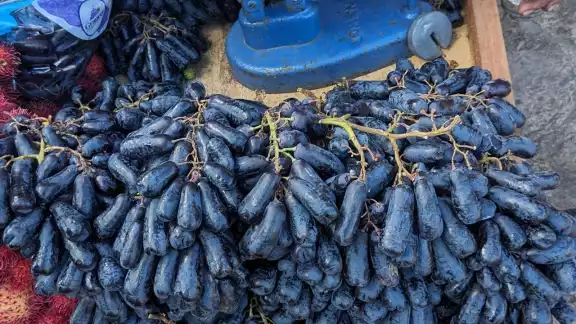 Fruta extraña en las calles de José María Morelos