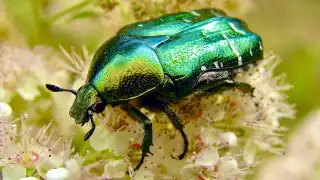 Si encuentras este ejemplar en casa no lo mates, se dice que esta buscando a su amor