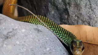 Las serpientes pueden ser venenosas