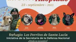 Esta iniciativa plantea rescatar perros que deambulan en las inmediaciones del Aeropuerto Internacional Felipe Ángeles