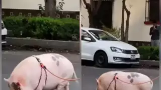 Cerdo mascota en la colonia Condesa