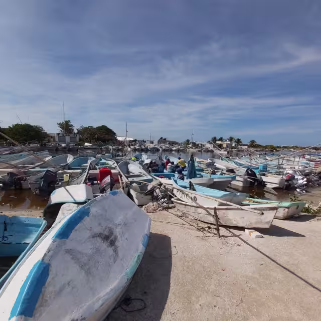 Sólo unos cuantos pescadores se animaron a salir por la 
captura del molusco maya, sabiendo que, hasta el momento, el kilo se comercializa en 170 pesos.
