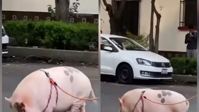 Cerdo mascota en la colonia Condesa