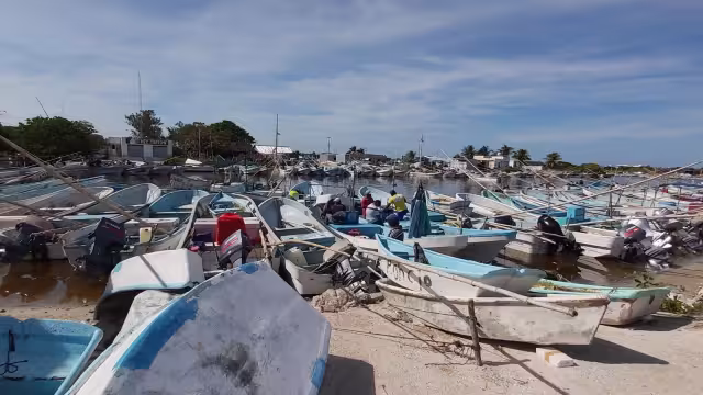 Sólo unos cuantos pescadores se animaron a salir por la 
captura del molusco maya, sabiendo que, hasta el momento, el kilo se comercializa en 170 pesos.
