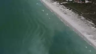 La pérdida de árboles es un grave problema en Yucatán