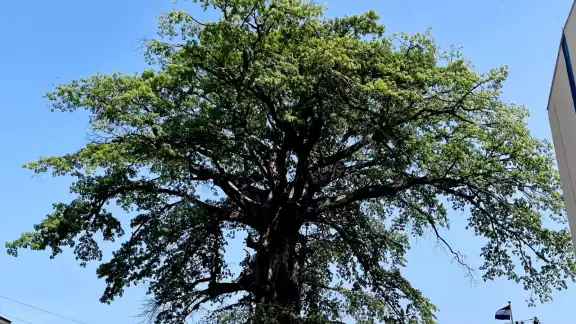 El árbol fue inspiración de canciones y cuentos infantiles El árbol fue inspiración de canciones y cuentos infantiles