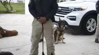 Los animales registran el virus al oler el sudor y hasta el momento se han detectado 15 casos en sus recorridos